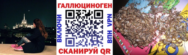 Галлюциногенные грибы Psilocybe как найти закладки маркетплейс формула Борисоглебск